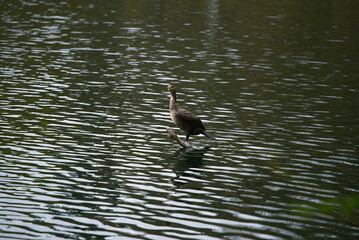 Great Cormorant and beautiful lake backdrop