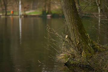 Lakeside trees and bushes berlin