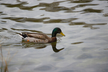 Mallard with lake backdrop
