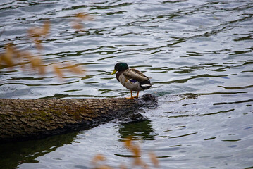 Mallard with lake backdrop