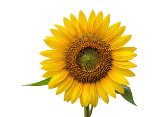 Vibrant sunflower head against a stark black background.