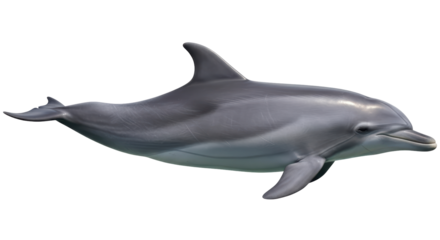Isolated Dolphin