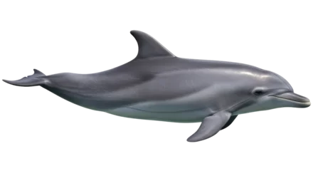 Fototapete Delphin Isolated Dolphin  © Sarah