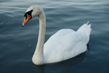 White swan swimming calmly on dark water with soft reflections and smooth ripples in natural outdoor setting