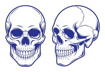 Fototapeta premium Blue Skulls Facing Different Directions human bone
