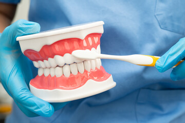 Doctor clean teeth denture with toothbrush for teach patient and dentist studying about dentistry.