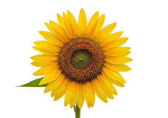 Fototapeta premium Close-up of a vibrant sunflower against a black background.