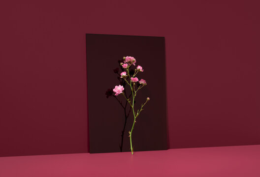 Polyantha rose flowers against vibrant red background
