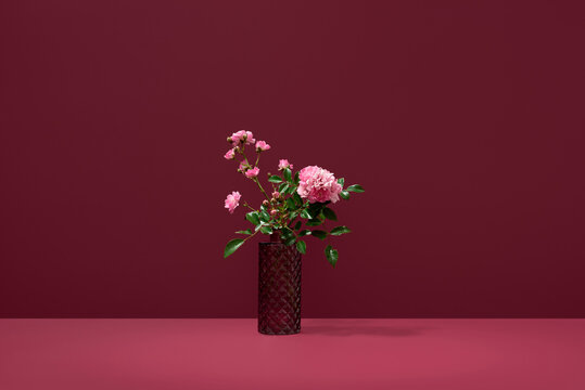 Polyantha rose blossoms on rich red backdrop