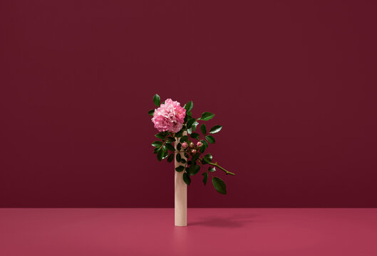 Polyantha rose flowers on vivid red background