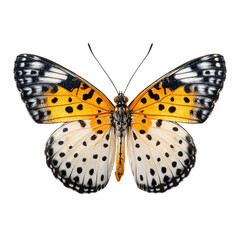 Obraz premium Close-up of a butterfly with orange and white wings, black markings, and intricate patterns