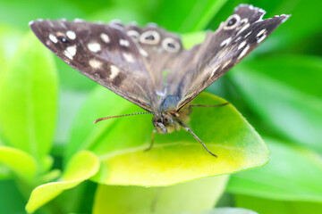Macro photography of colorful butterflies. Sharp details, vibrant wings, and soft natural background. Ideal for nature, wildlife, biodiversity, and posters.