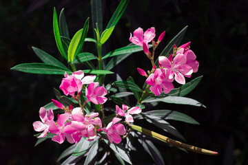 Pink flowers of the Oleander, Sweet Oleander or Rose Bay (Nerium Oleander) are Blooming on the bouquet with green leaves in flower garden with dark background