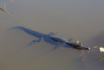 Caiman