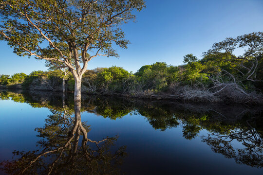 Pantanal