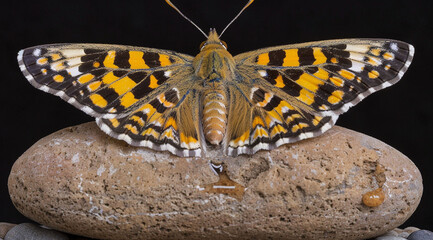 butterfly on a black background