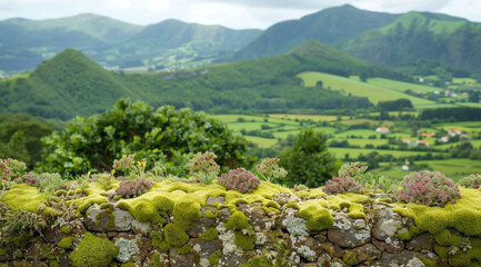 vineyard in the morning