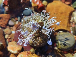 Acetabularia acetabulum beautiful marine species green algae blooming underwater unicellular organism Mermaid's Wineglass tiny umbrella weed on Mediterranean sea banner backdrop high ultra hd quality
