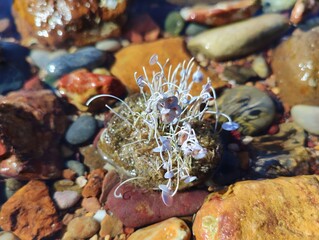 Acetabularia acetabulum beautiful marine species green algae blooming underwater unicellular organism Mermaid's Wineglass tiny umbrella weed on Mediterranean sea banner backdrop high ultra hd quality