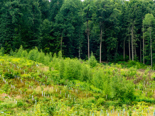 Wiederaufforstung im Mischwald