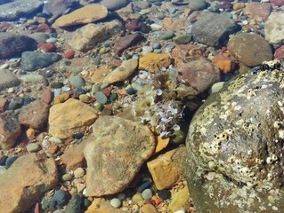 Acetabularia acetabulum beautiful marine species green algae blooming underwater unicellular organism Mermaid's Wineglass tiny umbrella weed on Mediterranean sea banner backdrop high ultra hd quality