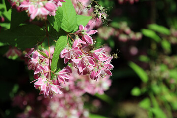 Macro image of sunlit pink Fuzzy Pride of Rochester blooms, Derbyshire England
