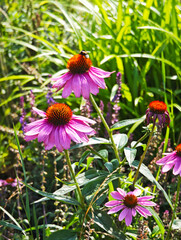 Echinacea flowers in green grass. Nature
