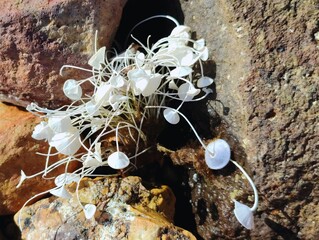 Acetabularia acetabulum beautiful marine species green algae blooming underwater unicellular organism Mermaid's Wineglass tiny umbrella weed on Mediterranean sea banner backdrop high ultra hd quality