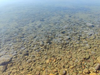 Acetabularia acetabulum beautiful marine species green algae blooming underwater unicellular organism Mermaid's Wineglass tiny umbrella weed on Mediterranean sea banner backdrop high ultra hd quality