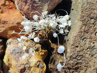 Acetabularia acetabulum beautiful marine species green algae blooming underwater unicellular organism Mermaid's Wineglass tiny umbrella weed on Mediterranean sea banner backdrop high ultra hd quality