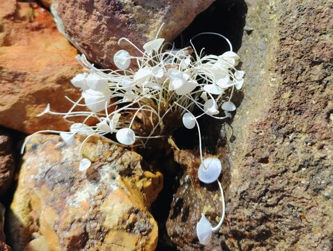 Acetabularia acetabulum beautiful marine species green algae blooming underwater unicellular organism Mermaid's Wineglass tiny umbrella weed on Mediterranean sea banner backdrop high ultra hd quality