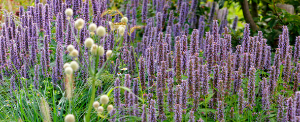 Wiesensalbei (Salvia pratensis) Wildpflanze mit vielen Blüten, Panorama 
