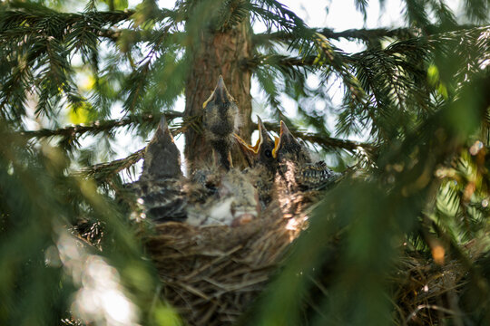 Baby thrushes eagerly awaiting feeding time