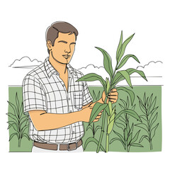 One line drawing of farmer holding corn, showing care and expertise. Corn crop cultivation requires attentiveness and patience. Expressing one line drawing of farmer as symbol of agriculture,