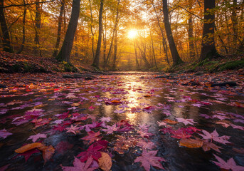 Sunlight shining through trees onto stream covered in autumn leaves in a serene forest setting