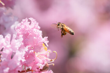 サルスベリの花と集密するミツバチ