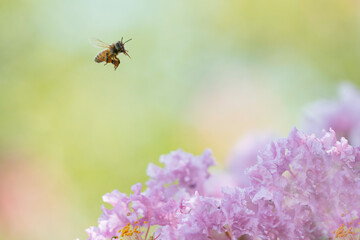 サルスベリの花と集密するミツバチ