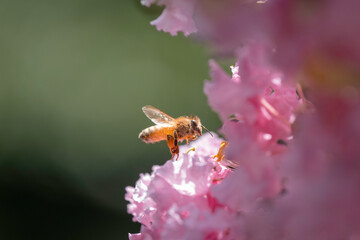 サルスベリの花と集密するミツバチ