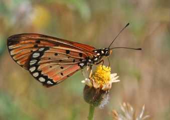 Tropischer Schmetterling auf Blüte, Monarch Falter (Acraea violae)