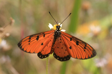 Tropischer Schmetterling auf Blüte, Monarch Falter (Acraea violae)