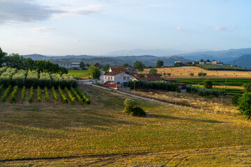 Scenic Countryside Landscape with Vineyards and Fields, Italy