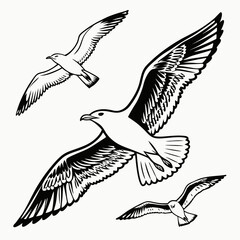 Three black and white seagulls in flight against a white background bird flying