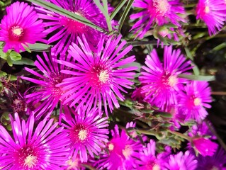 Beautiful clump of close-up photo image of delosperma lydenbergense  carpobrotus cooperi purple ice plant plaviolet flower decorative background  banner hd ultra high resolution quality wallpaper
