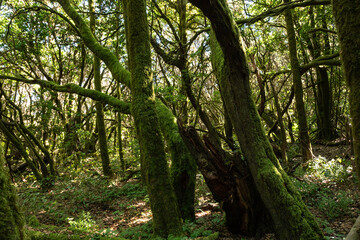 Detalles de corteza y musgo en el bosque de La Gomera