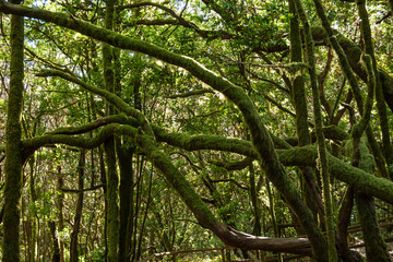 Paseo con luz natural en el corazón del bosque del Cedro en La Gomera