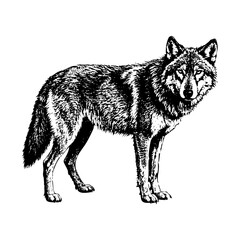 Obraz premium wolf portrait sketch engraving black and white outline. Scratch board imitation.