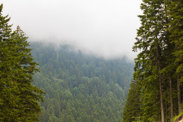 Forest covered misty mountains landscape photo