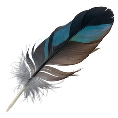 Vibrant feather with stunning blue and brown hues isolated, perfect for artistic designs and projects.