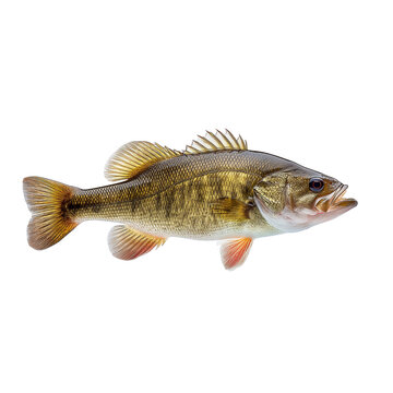 A lively smallmouth bass, a prized freshwater game fish, captured in profile with spiny fins on a white background.