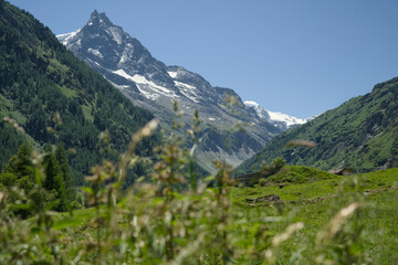 Landscape photo of the Swiss Alps in Val d'Anniviers (Wallis, Valais), near the village of Zinal, featuring mountains with colorful alpine flowers in the foreground.